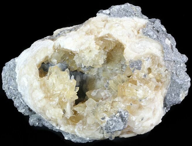 Calcite Crystal Filled Fossil Clam - Rucks Pit, FL #48310